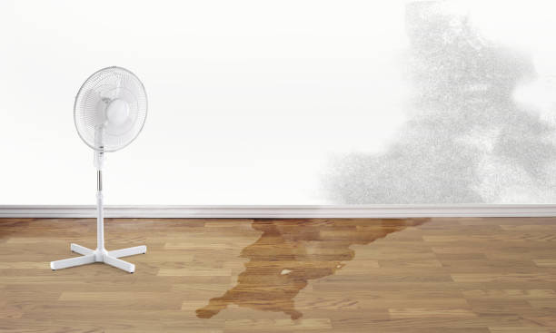 Best Professional water damage repair  in Bonita, CA